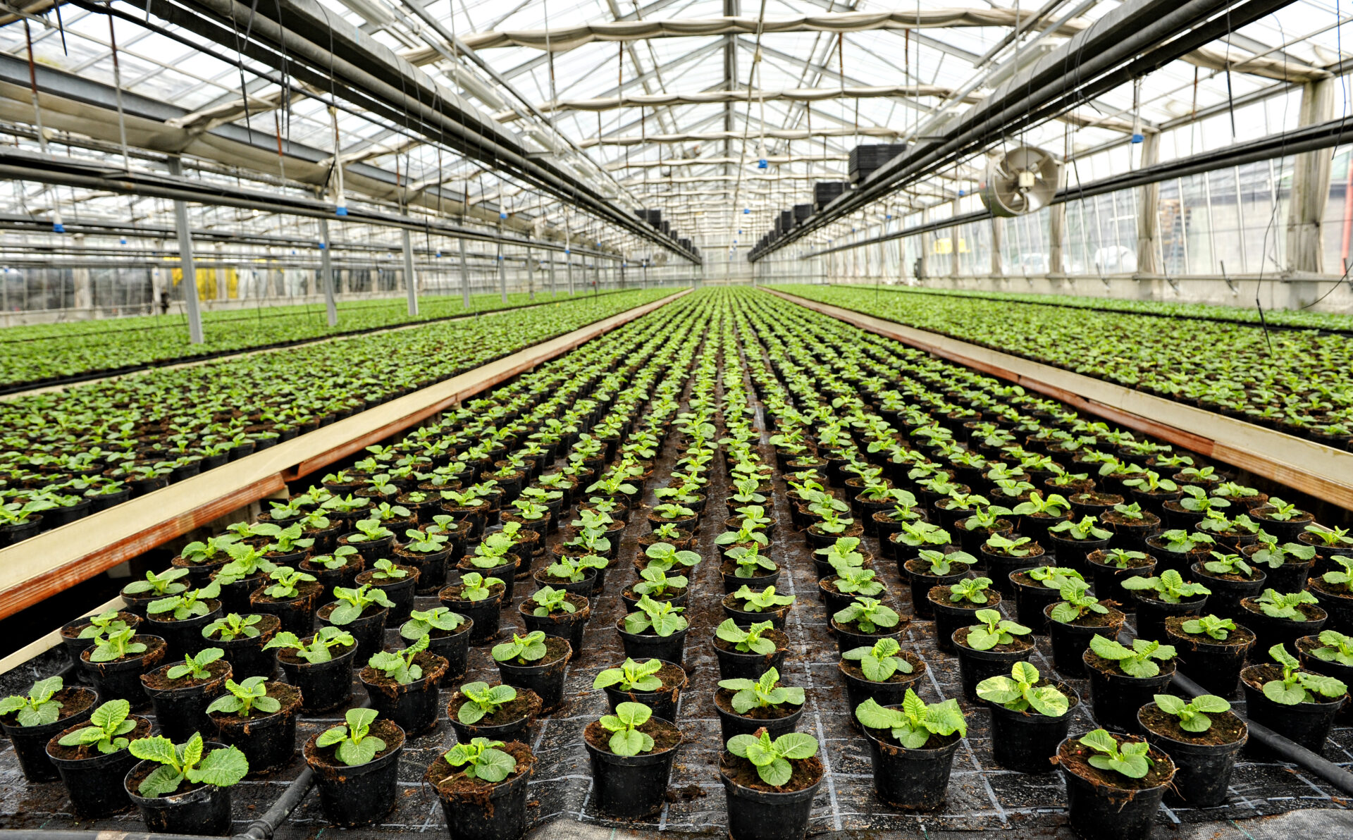 Cultivating Innovation: Exploring Hydroponics in India