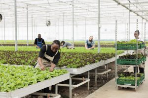 African american woman cultivating organic lettuce checking for pests in hydroponic enviroment while workers prepare crates for delivery. Greenhouse worker looking at crop doing quality control.
