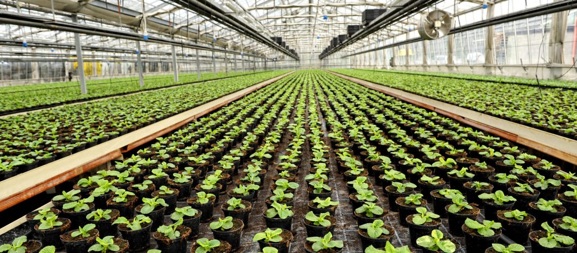 Interior of a commercial greenhouse for cultivating potted houseplants for retail with rows of green seedlings stretching back into the distance