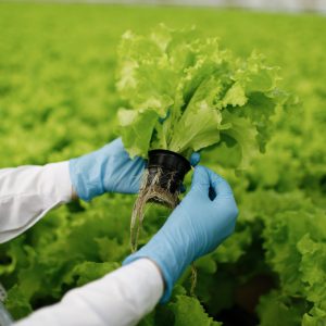 Quality control. Young female scientist stselects new breed of green salad optimized for consumption at greenhouse. Focus on the hand