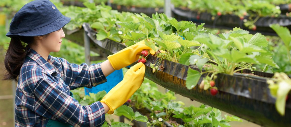 side-view-female-farmer-harvesting-strawberry-commercial-greenhouse