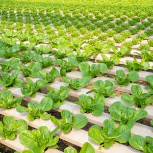 Vegetables smart greenhouse vertical plant of hydroponics farm for background ,Organic fresh harvested vegetables; Field of cultivation farming Salad plant farm for health.
