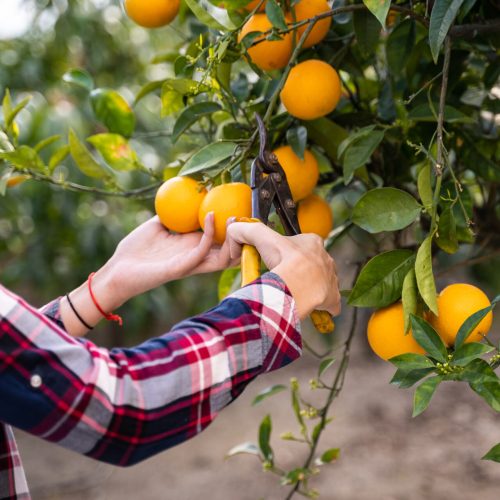 Woman taking oranges from a tree with a scissors. Ecological garden concepts